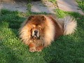 20110410_Aqua_Chow 164